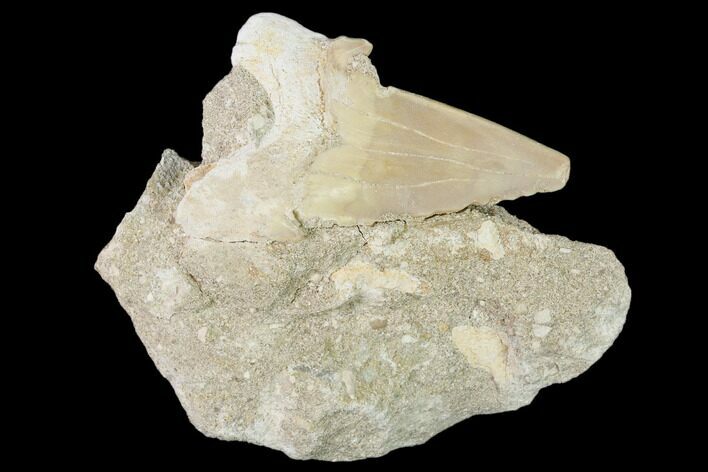 Otodus Shark Tooth Fossil in Rock - Eocene #139846